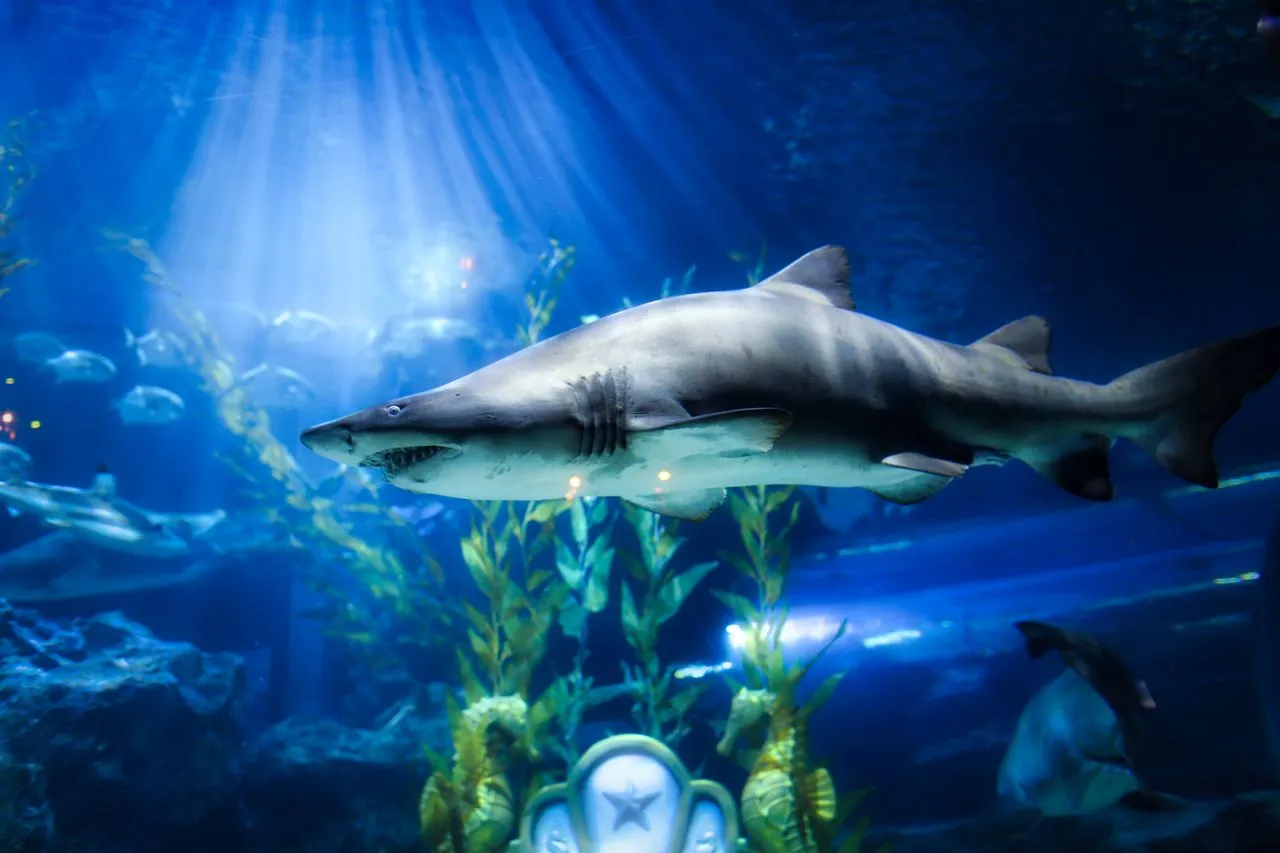 Ontdek het aquarium in Barcelona: een verrassend betaalbare en adembenemende onderwaterwereld