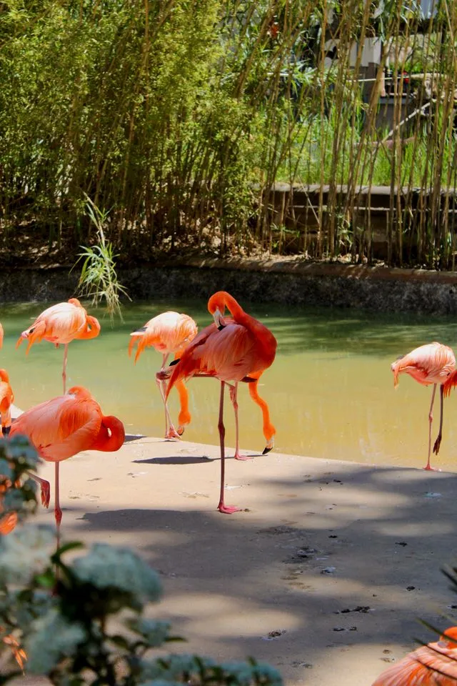 Flamingo's zoo de Barcelona