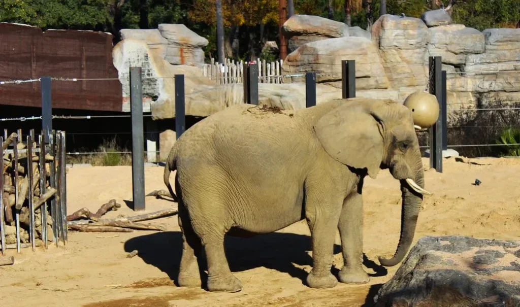 Olifanten zoo de barcelona
