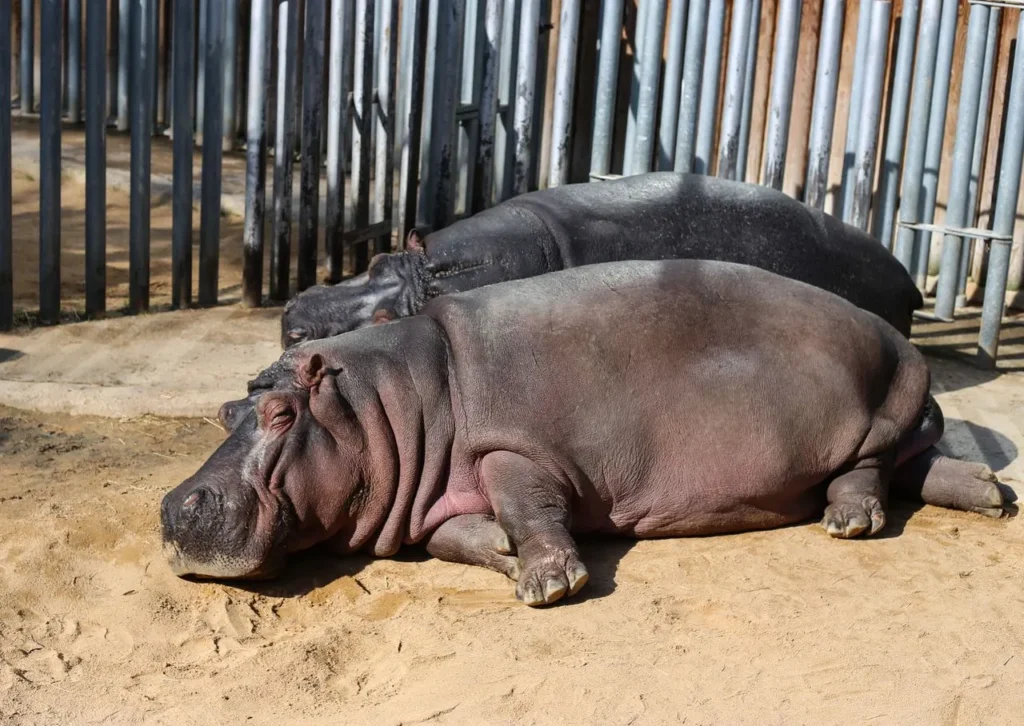 dierentuin barcelona