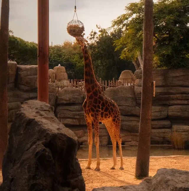 giraf zoo de barcelona