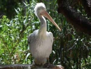Een dag tussen de dieren: alles wat je moet weten voor een onvergetelijk bezoek aan Zoo de Barcelona