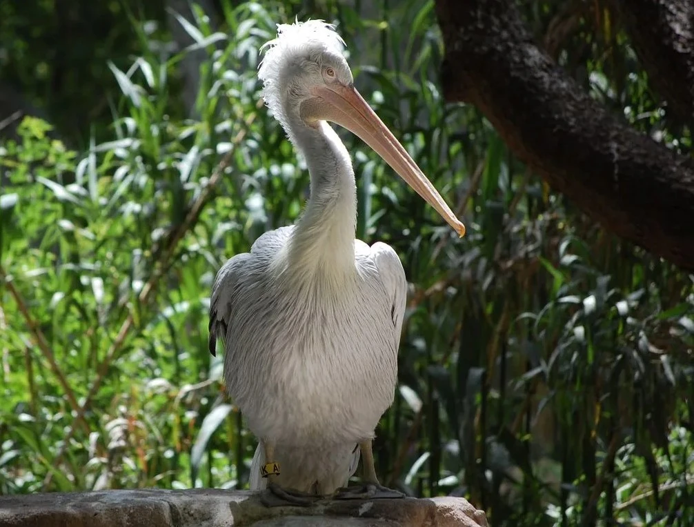 Een dag tussen de dieren: alles wat je moet weten voor een onvergetelijk bezoek aan Zoo de Barcelona
